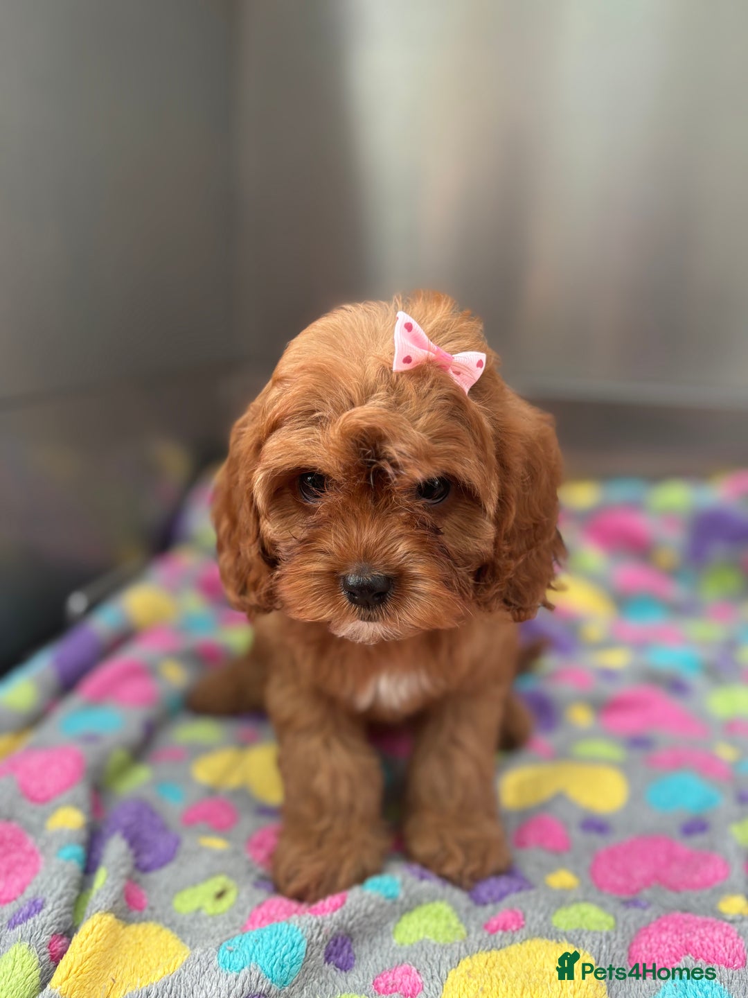 Cavapoo dogs for sale: Female Red Cavapoo Ready now  - Image 4