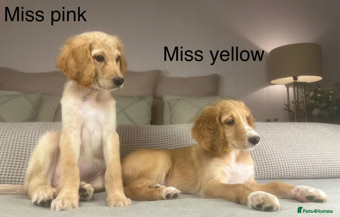 Irish Doodle dogs for sale: The perfect Doodle - Advert 6