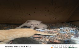 Mixed Breed cats for sale: Kittens  - Image 6