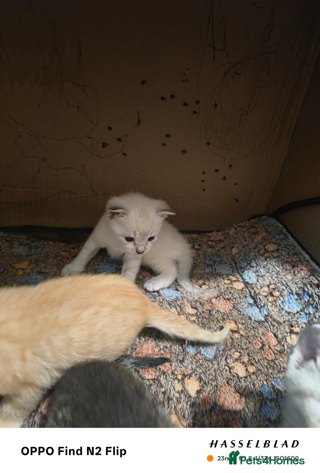 Mixed Breed cats for sale: Kittens  - Image 6
