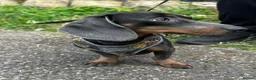 Dachshund dogs for sale: Miniature dachshund  - Advert 2