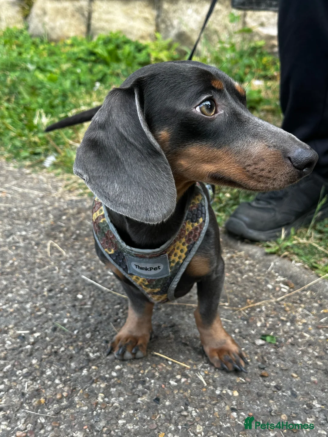 Dachshund dogs for sale: Miniature dachshund  - Advert 2