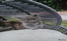 Persian cats for sale: Very beatifull perian kittens - Image 1