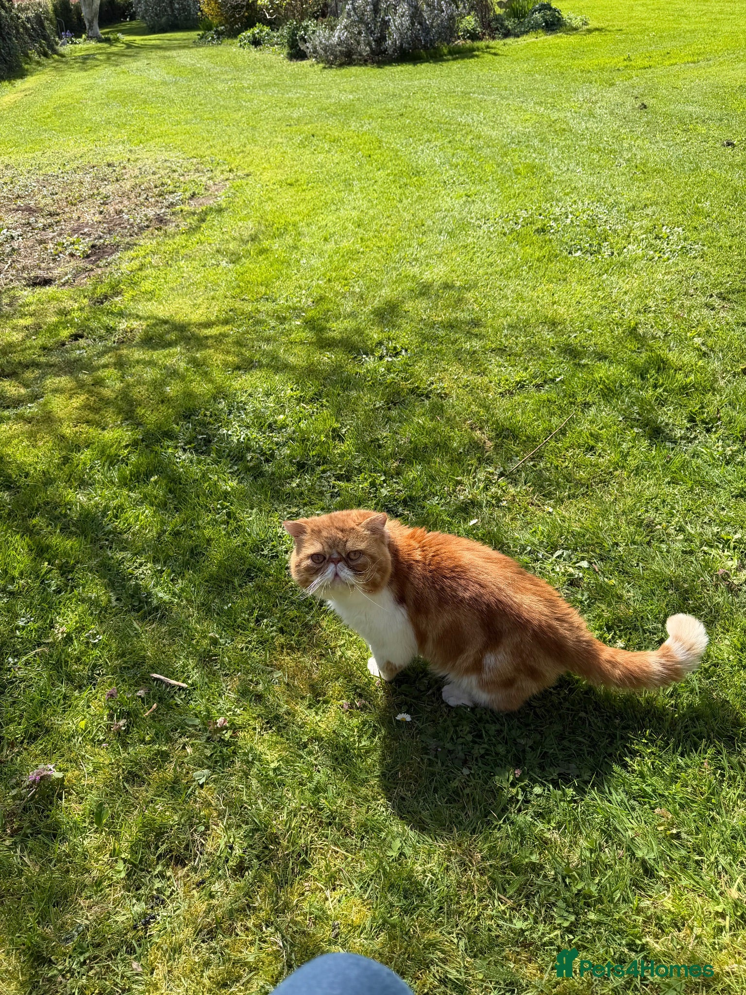 Exotic cats Red Tabby and White Exotic Boy - Advert 2