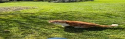 Exotic cats for sale: Red Tabby and White Exotic Boy - Advert 2
