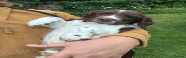 English Springer Spaniel 3