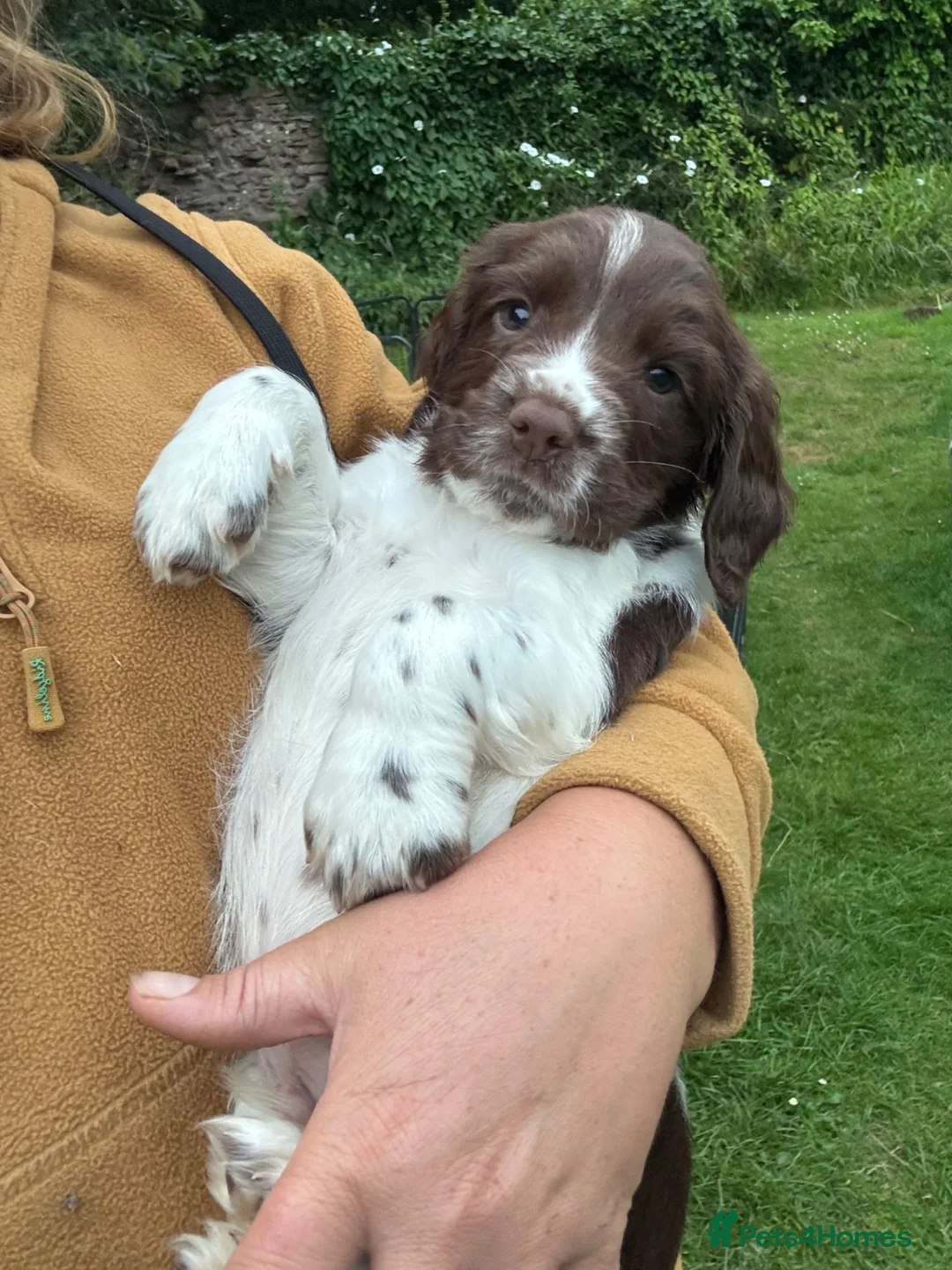 English Springer Spaniel dogs for sale: Old fashioned springer spaniel puppies - Advert 8