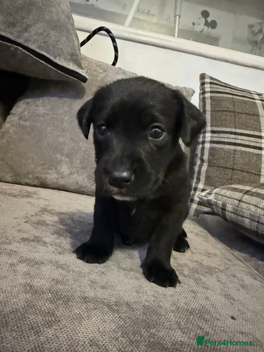 Borador dogs for sale: Borador Puppies - Advert 4