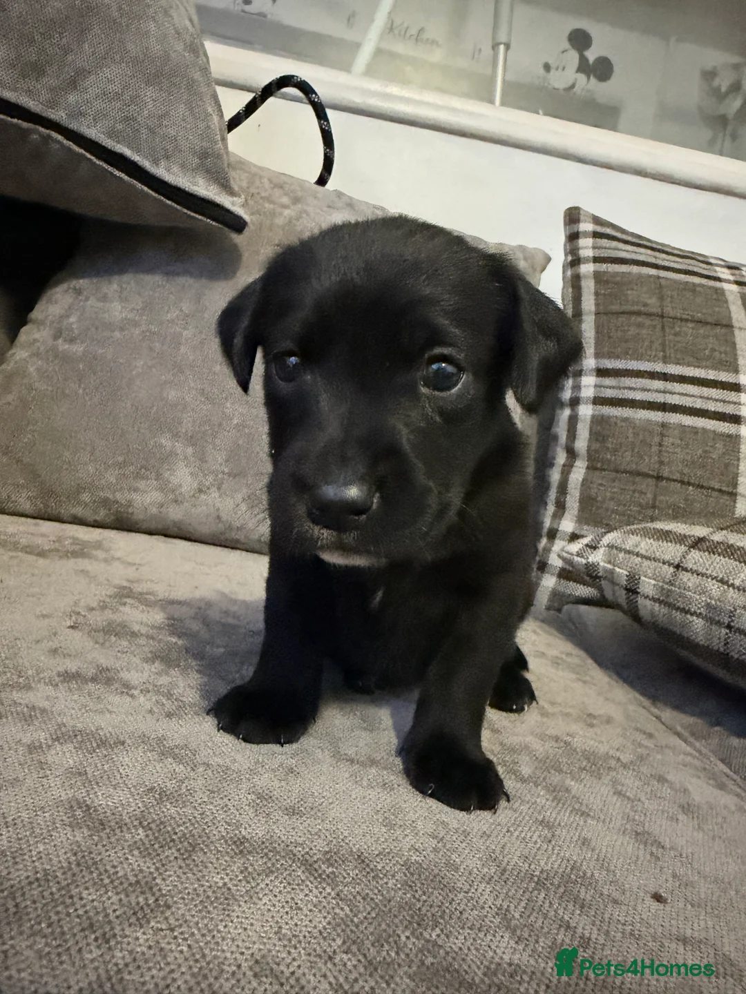 Borador dogs for sale: Borador Puppies - Advert 4