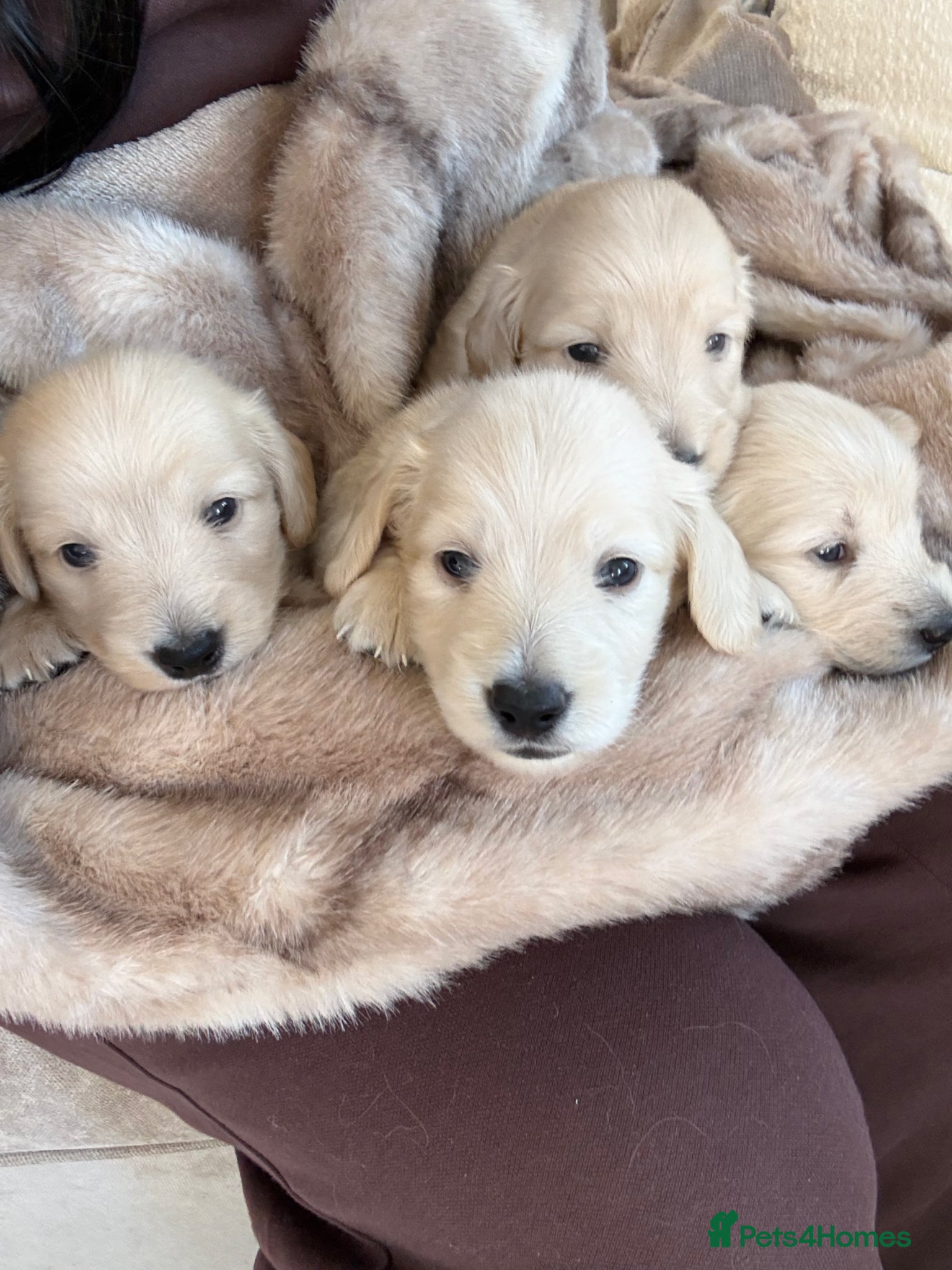 Miniature Dachshund dogs Long haired KC reg English cream dachshund puppies - Advert 1
