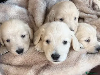 Miniature Dachshund dogs Long haired KC reg English cream dachshund puppies - Advert 1