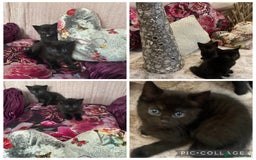 Mixed Breed cats for sale: Gone now - Image 1