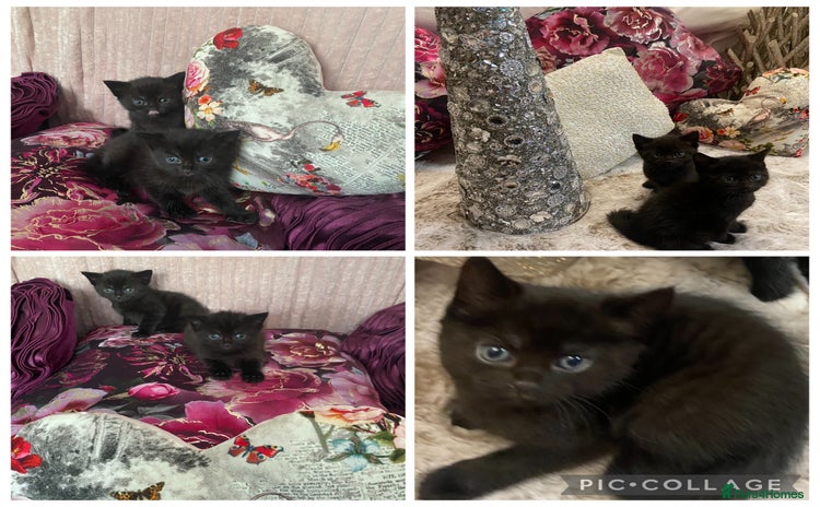 Mixed Breed cats - Advert 17