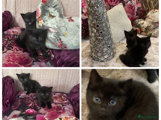Mixed Breed cats for sale - Advert 1