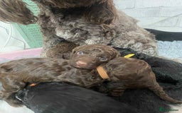 Cockapoo dogs for sale: Stunning F1b cockapoos - Image 2