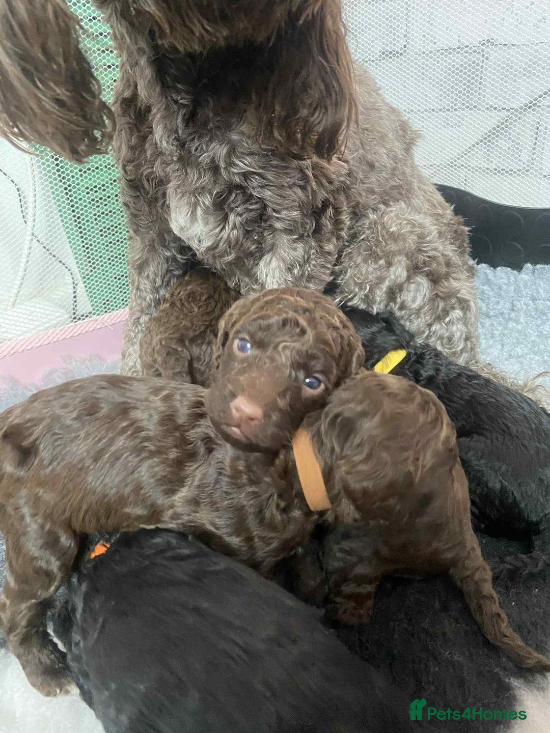 Cockapoo dogs for sale: Stunning F1b cockapoos - Image 2