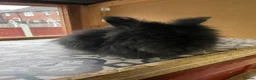 Netherland Dwarf rabbits for sale: ⭐️ Baby Angora x Lionheads looking for new home ⭐️ - Advert 7