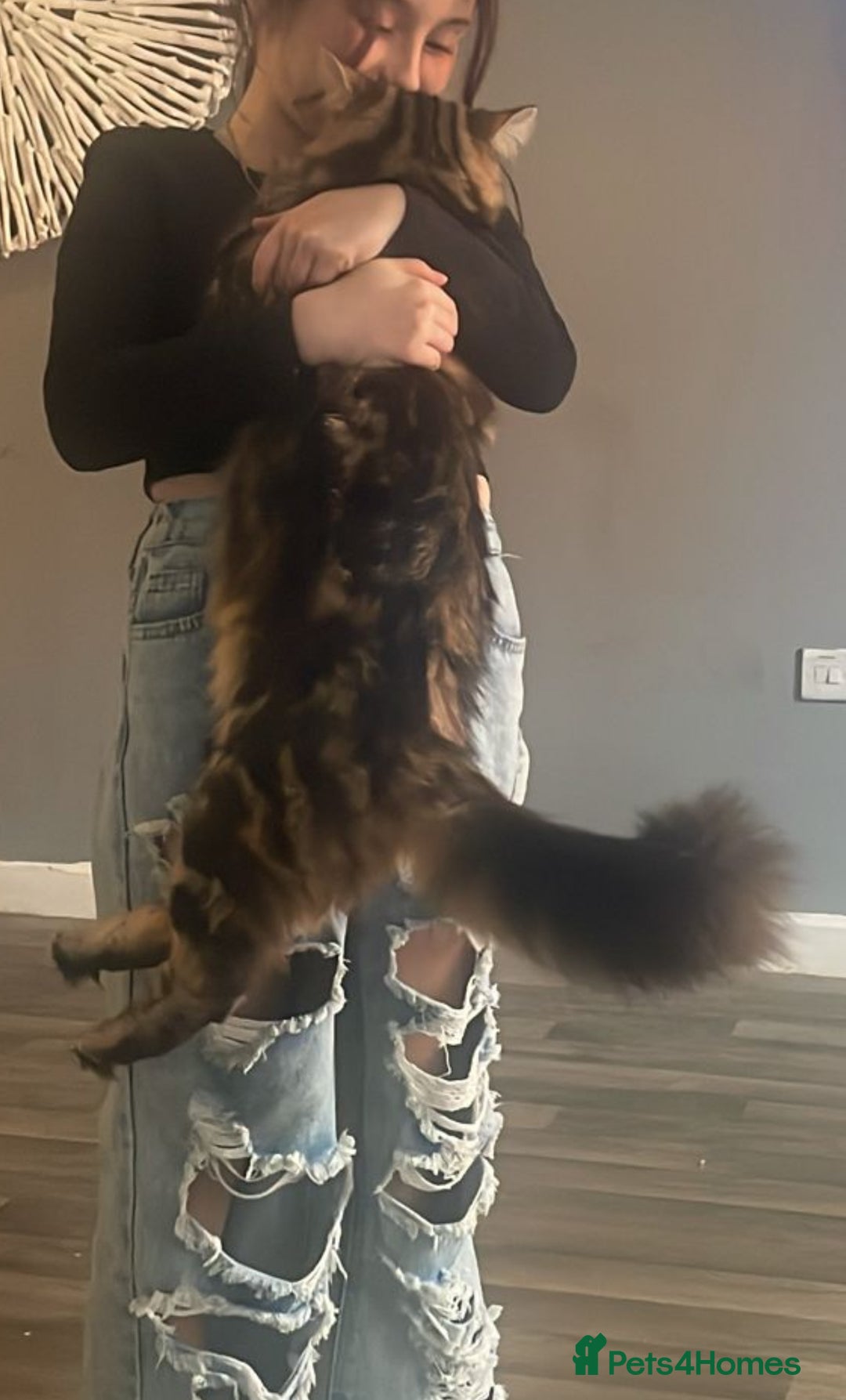 Mixed Breed cats for sale: maincoon - bengal kittens - Image 3