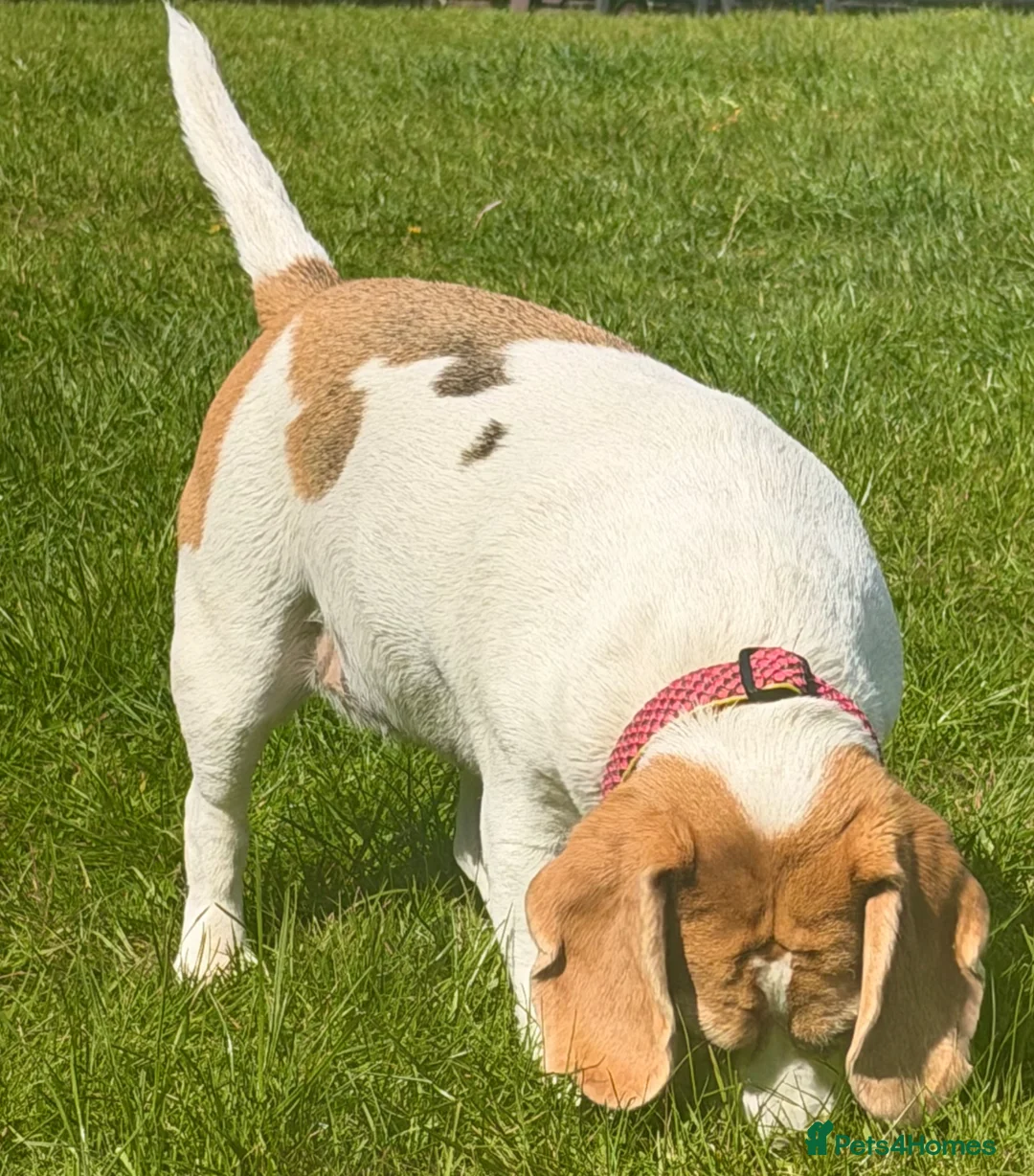 Beagle dogs for adoption: 🐾 LIDA – Female Beagle 🐾 - Advert 4