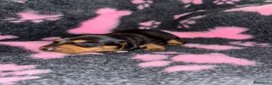 Miniature Dachshund 3