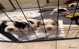 Clumber Spaniel dogs for sale: Clumber Spaniel Hybrid - Image 16