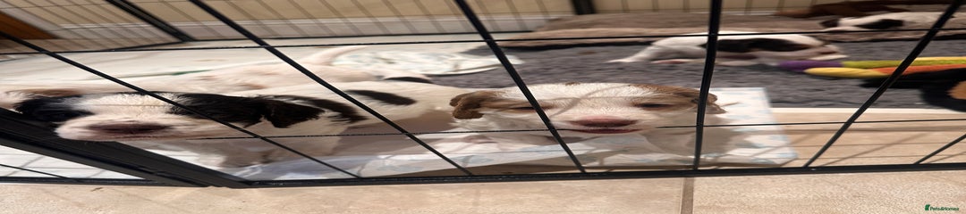 Clumber Spaniel Puppy 3 - reserved