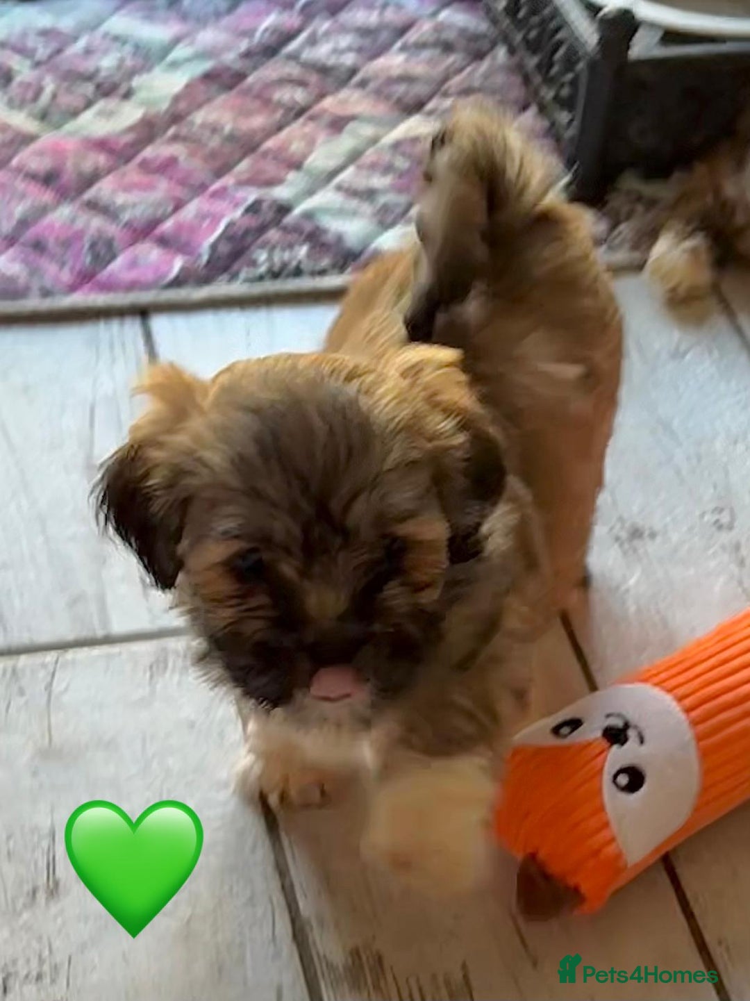 Lhasa Apso dogs for sale: Four Adorable Lhasa Apso Pups KC reg GPRA Clear - Advert 16