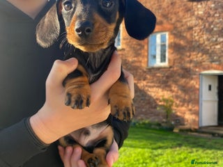 Dachshund dogs - Advert 6