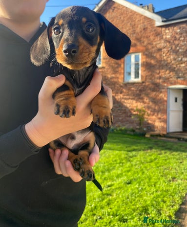 Dachshund dogs - Advert 3