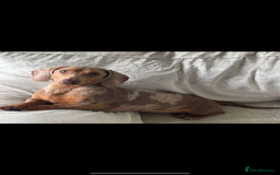 Miniature Dachshund dogs for sale: 1 Boy left  in Porthmadog - Image 3