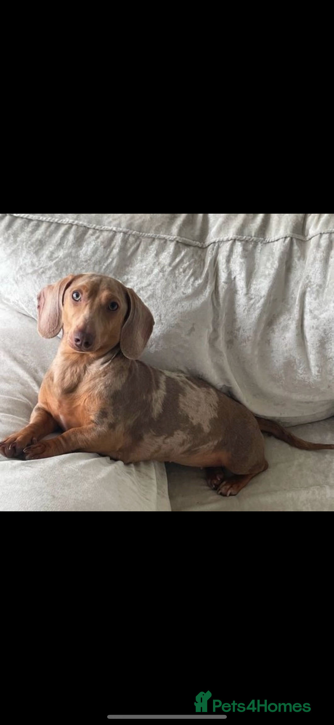 Miniature Dachshund dogs for sale: 1 Boy left  in Porthmadog - Image 3
