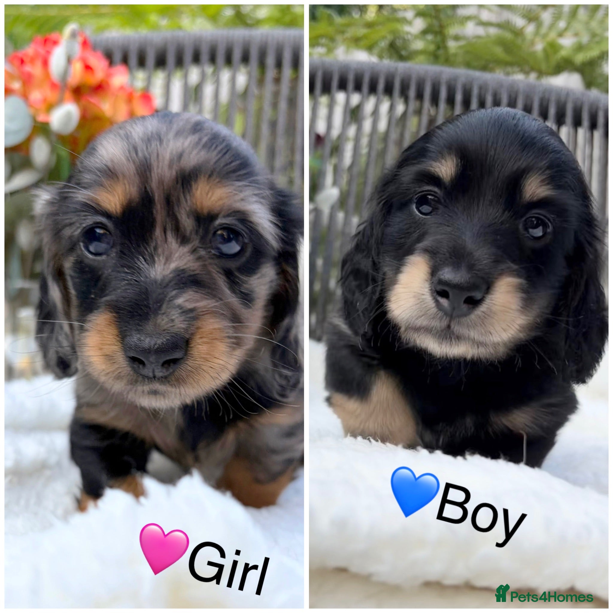 Miniature Dachshund dogs KC Reg, Health Tested Mini Longhaired Puppies  - Advert 1