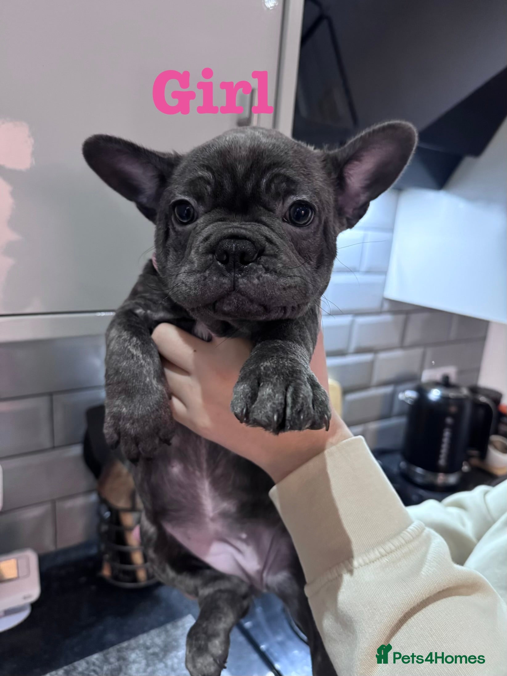French Bulldog dogs LAST GIRL REMAINING - KC REG FRENCH BULLDOG PUP - Advert 5