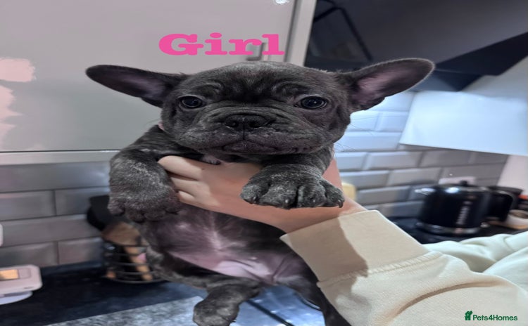 French Bulldog dogs Last 2 Remaining KC Registered French Bulldog Pups - Advert 6