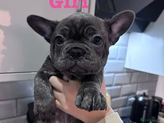 French Bulldog dogs LAST GIRL REMAINING - KC REG FRENCH BULLDOG PUP - Advert 21