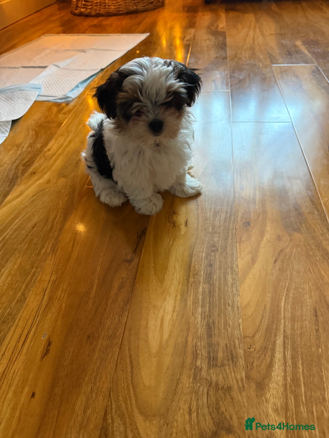 Biewer Terrier dogs for sale: 1 Beautiful Boy Available!!! - Advert 27