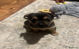 Mixed Breed dogs for sale: Gorgeous puppies - Image 8