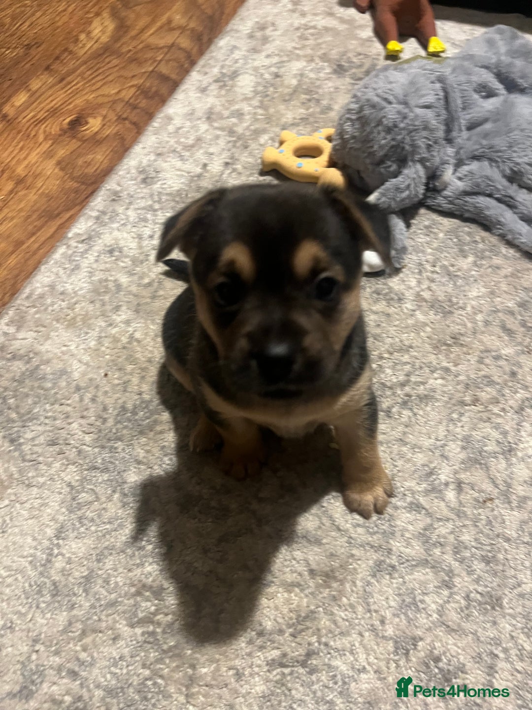 Mixed Breed dogs for sale: Gorgeous puppies - Image 8