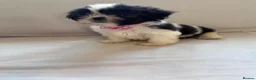 Shih Tzu dogs for sale: Shih Tzu puppies - Advert 7