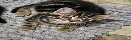 Bengal cats for sale: Bengal x British Shorthair  - Advert 35