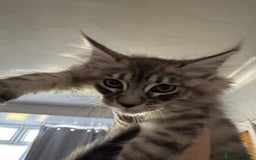 Maine Coon cats for sale: Ready now Maine Coon large Boys GCCF - Image 29
