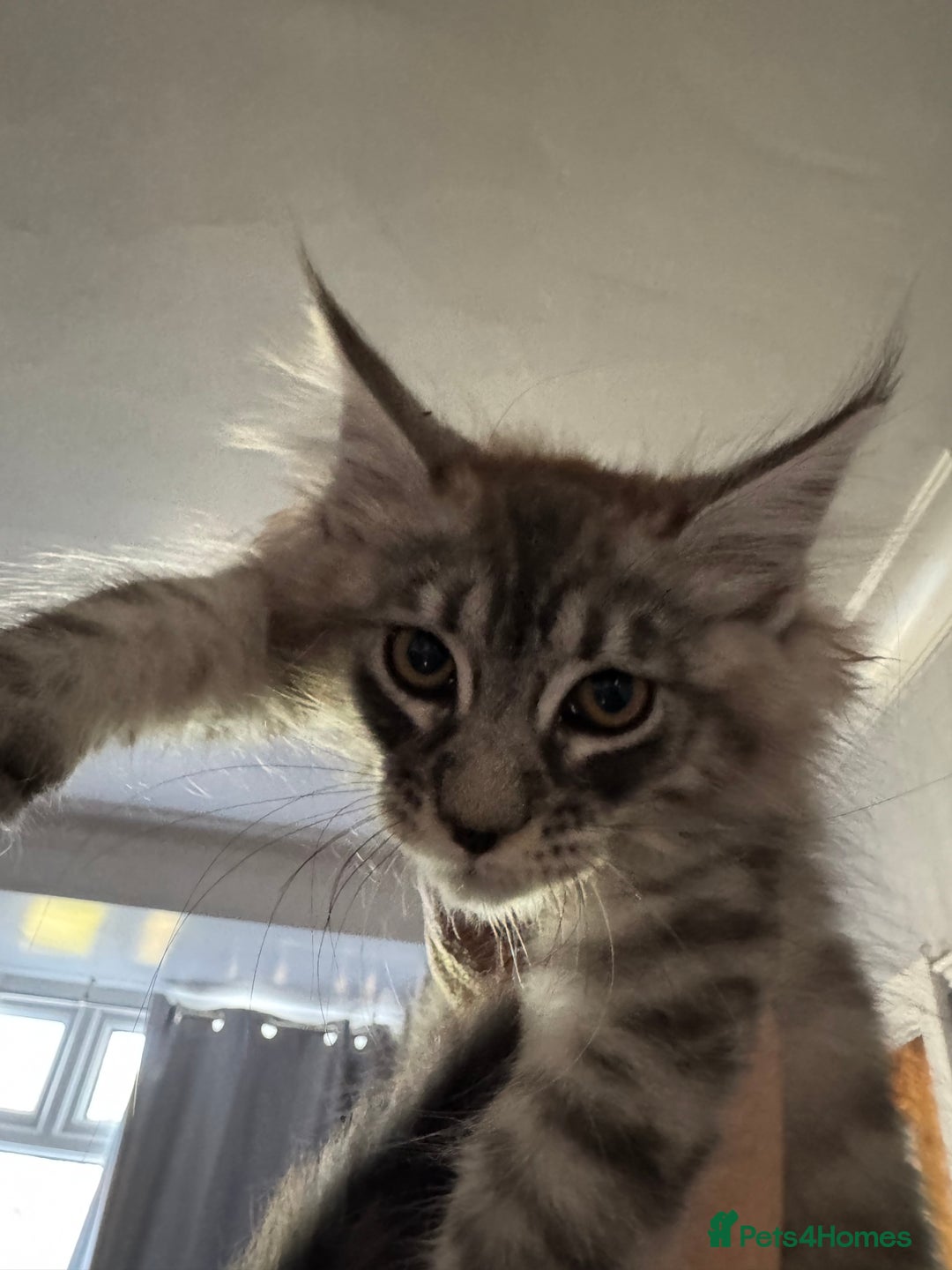 Maine Coon cats for sale: Ready now Maine Coon large Boys GCCF - Image 29
