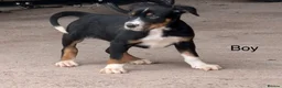 Huntaway dogs for sale: Pure Huntaway puppies  in Brecon - Advert 3
