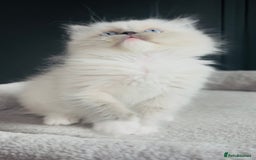 Ragdoll cats for sale: Champion bloodline,full pedigree last Ragdoll boy  - Image 1