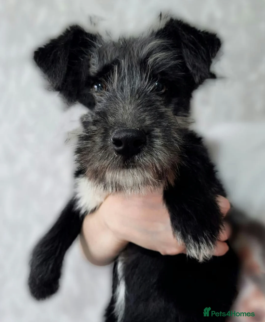 Labradoodle dogs for adoption: 🐾 EMMA – Female Labradoodle 🐾 in West Malling - Advert 1