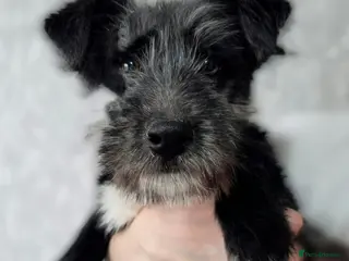 Labradoodle dogs 🐾 EMMA – Female Labradoodle 🐾 - Advert 2