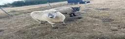 Sheep livestock for sale: Rams for sale - Advert 5