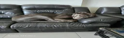 Cane Corso dogs for sale: Titan  in Ashford - Advert 6