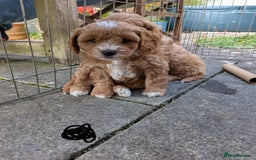 Cavachon dogs for sale: Cavapoochon puppies - Image 6