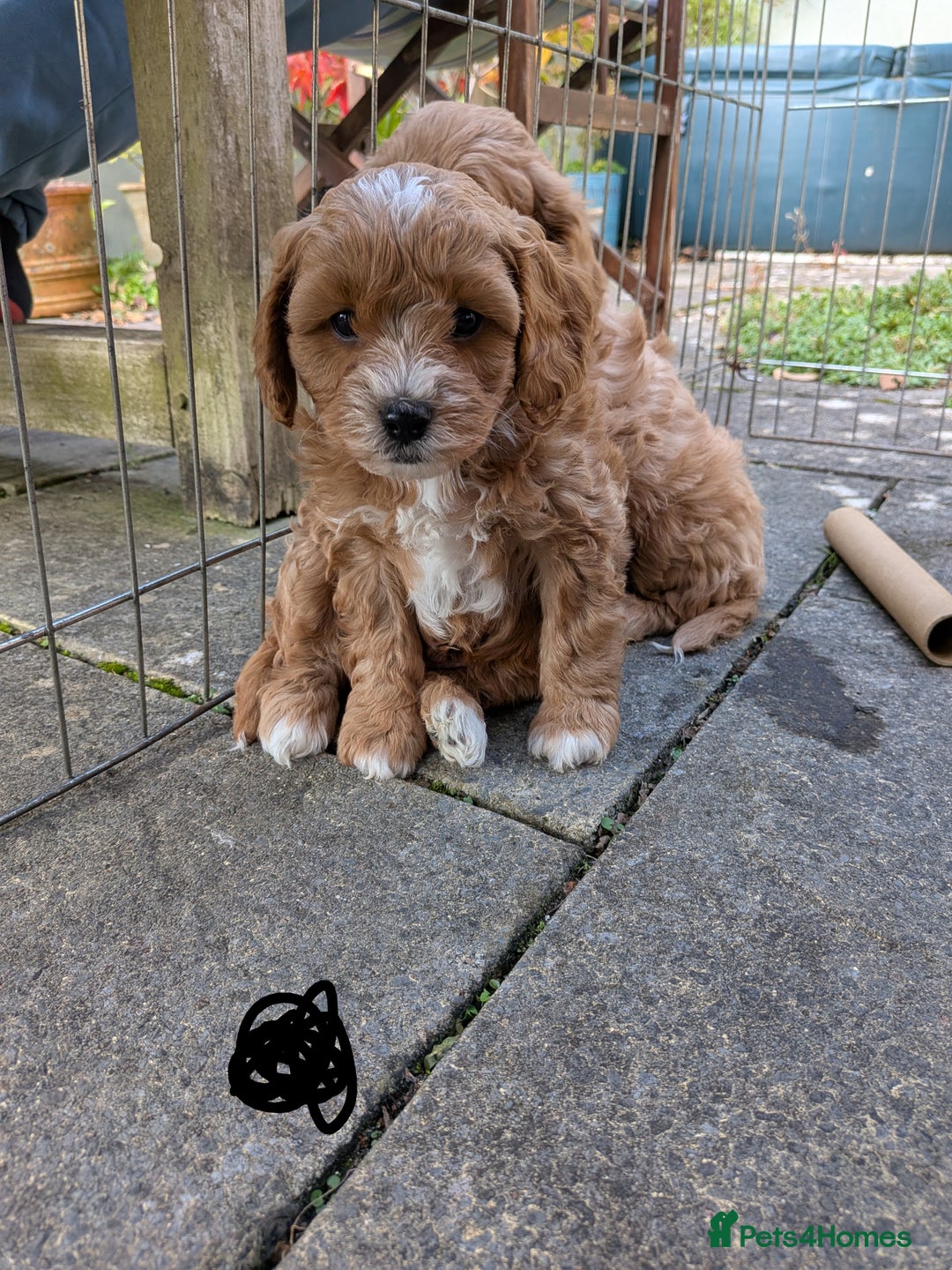 Cavachon dogs for sale: Cavapoochon puppies - Image 6